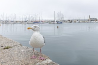 Portrait of a siskin (Larus argentatus) in a harbour of the Atlantic Ocean. Camaret, Crozon,