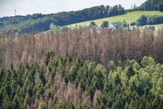 Forest dieback in the Bergisches Land, near Engelskirchen, over 70 per cent of the spruce trees are