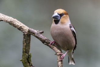 Hawfinch (Coccothraustes coccothraustes), Emsland, Lower Saxony, Germany, Europe