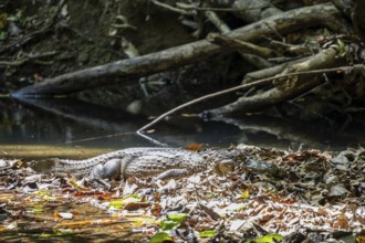 Spectacled caiman (Caiman crocodilus) lying by the water in the foliage, in the rainforest,