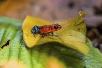 Strawberry poison-dart frog (Oophaga pumilio) sitting on a yellow leaf, Heredia province, Costa