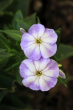 Garden phlox (Phlox paniculata), also known as the panicled flame flower, flowering, Ellerstadt,