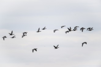 Bean geese (Anser fabalis), flying, Emsland, Lower Saxony, Germany, Europe