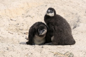 African penguin (Spheniscus demersus), two juveniles, Boulders Beach, Simonstown, Western Cape,