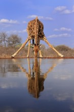 Southern giraffe (Giraffa camelopardalis giraffa), adult, drinking, at the water, Kruger National