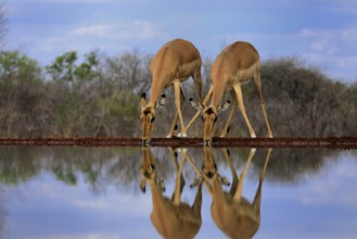 Black Heeler Antelope (Aepyceros melampus), adult, female, two, at the water, drinking, Kruger