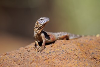 East Mexican Black Iguana, (Ctenosaura acanthura), adult, on rocks, foraging, warming up,