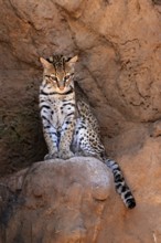 Ocelot (Leopardus pardalis), adult, sitting, at the den, alert, Sonora Desert, Arizona, North