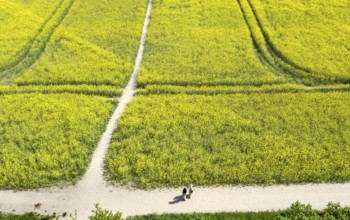 Aerial view, walkers pass fields of rapeseed in bloom, Teltow, 13/05/2023