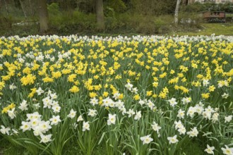 Daffodils, daffodils, park, Nerotal, Wiesbaden, Hesse, Germany, Europe