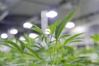 DEU/Saxony/Ebersbach The Saxon cannabis producer Demecan is now the first German company to be