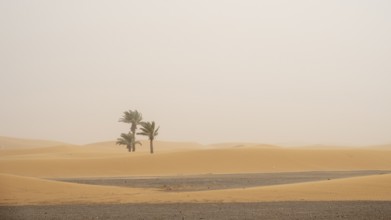 Sandstorm in the desert, dunes, Erg Chebbi, Sahara, Merzouga, Morocco, Africa