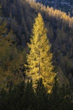 Yellow larches on the slopes of the Dachstein mountains. A tree is illuminated by the sun. Autumn.