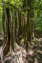 Roots of a strangler fig (Ficus americana), in the tropical rainforest, Corcovado National Park,