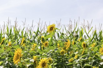 Sunflowers (Helianthus annuus) as a flowering strip on a maize field, Baden-Württemberg, Germany,