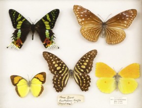 Mounted butterflies in display case, three giant Australian swifts Hepialidoe, and butterfly from