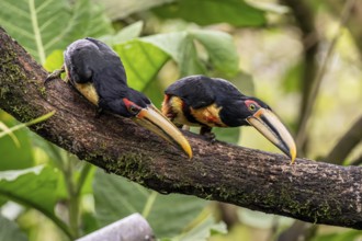 Pale-mandibled aracari (Pteroglossus erythropygius), Mindo Forest Reserve, Mindo, Ecuador, South