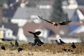 Red kites (Milvus milvus) and crows (Corvus corone) foraging in a freshly ploughed field, Canton