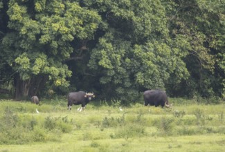 Gaur (Bos gaurus), Khiri Khan, Hua Hin, Kui Buri National Park, Thailand, Asia