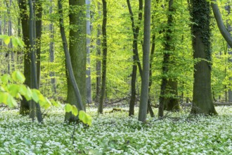 Bright forest with deciduous trees and white flowering wild garlic (Allium ursinum) . No sky.