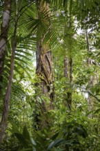 Tree trunks among dense vegetation, tropical rainforest, Corcovado National Park, Osa Peninsula,