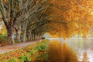 Platanen Allee, Weg am Lake Baldeney, near Haus Scheppen, in Essen, autumn, North Rhine-Westphalia,