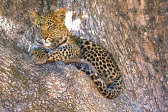 Leopard, Panthera pardus, Botsuana, Botsuana, Botsuana