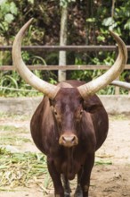 Portrait of an African bull in the zoo in Malaysia