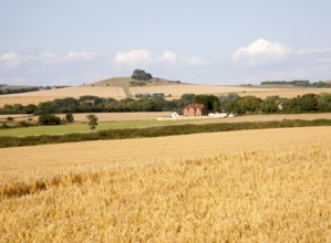 Summer landscape in the Vale of Pewsey view north east to Woodborough Hill, near Alton Barnes,