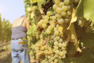 Grape grape harvest: Manual harvest of Chardonnay grapes in a vineyard in the Palatinate