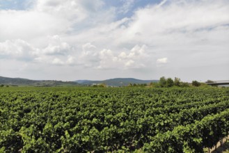 Flight over the vineyards on the Wine Route in the Palatinate wine-growing region, with the