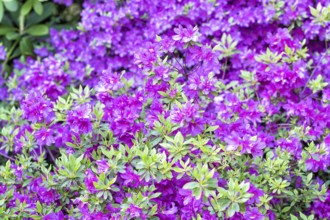 Blooming rhododendron in the botanical garden in spring