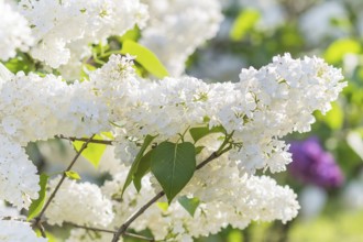 Blooming lilac in the botanical garden in spring