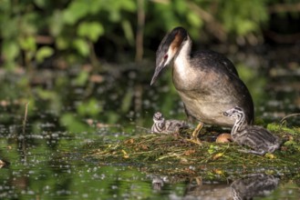 Great Crested Grebe (Podiceps cristatus), adult bird and chicks at the nest, adult bird climbing on