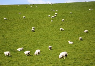 Flock of sheep grazing on calcareous grassland of chalk downland on Milk Hill, the Marlborough