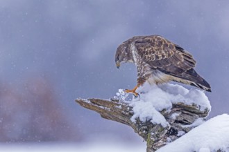 Steppe buzzard (Buteo buteo) hunting, bird of prey looking for food, hunting mice, floodplain