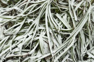 Leaves and grass covered with hoarfrost. Abstract floral background, garden and winter concept.