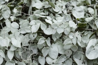 Barrenwort leaves covered with hoarfrost. Abstract floral background, garden and winter concept.