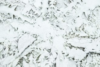 Leaves and grass covered with hoarfrost. Abstract floral background, garden and winter concept.