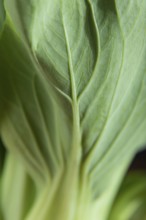 Fresh green bok choy or pac choi chinese cabbage. Side view, close up, macro