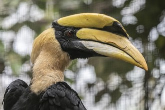 Great hornbill (Buceros bicornis), Walsrode Bird Park, Lower Saxony, Germany, Europe