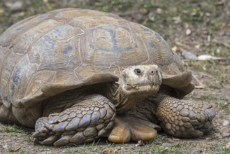 African spurred tortoise (Centrochelys sulcata), sulcata tortoise (Testudo sulcata) native to