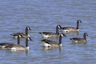 Canada goose flock, family group of Canadian geese (Branta canadensis) with juveniles swimming in