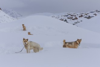 Greenland dogs in deep snow in front of Inuit settlement, Husky, Winter, Tasiilaq, East Greenland,