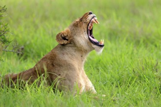 Lion (Panthera leo), portrait, adult, female, yawning, Sabi Sabi Game Reserve, Kruger National