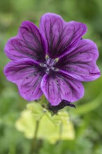 Mallow (Malva moschata), Emsland, Lower Saxony, Germany, Europe