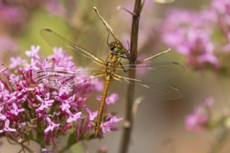 Common darter dragonfly (Sympetrum striolatum) adult female insect resting on a garden plant stem,