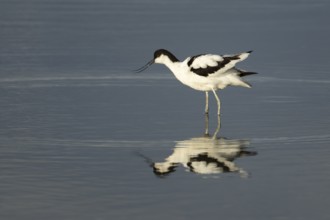 Pied Avocet (Recurvirostra avosetta) adult bird calling in shallow water of a lagoon, Norfolk,