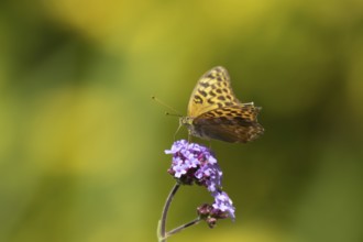 Silver-washed fritillary butterfly (Argynnis paphia) adult insect feeding on a purple garden