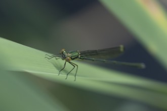 Emerald damselfly (Lestes sponsa) adult female insect resting on a reed leaf, Suffolk, England,